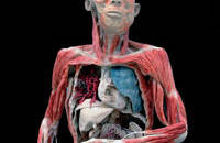 BODIES REVEALED - RAZKRITA TELESA 12.04 - 09.10.2012 - Vstopnice © BODIES REVEALED - RAZKRITA TELESA 12.04 - 09.10.2012 - Vstopnice ©