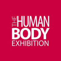The Human Body - Az emberi test kiállítás - Jegyek e Human Body Kiállítás 2012 Jegyek© The Human Body - Az emberi test kiállítás - Jegyek e Human Body Kiállítás 2012 Jegyek©