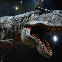 Dinosaurier Im Reich der Giganten - Karten © Dinosaurier Im Reich der Giganten - Karten ©