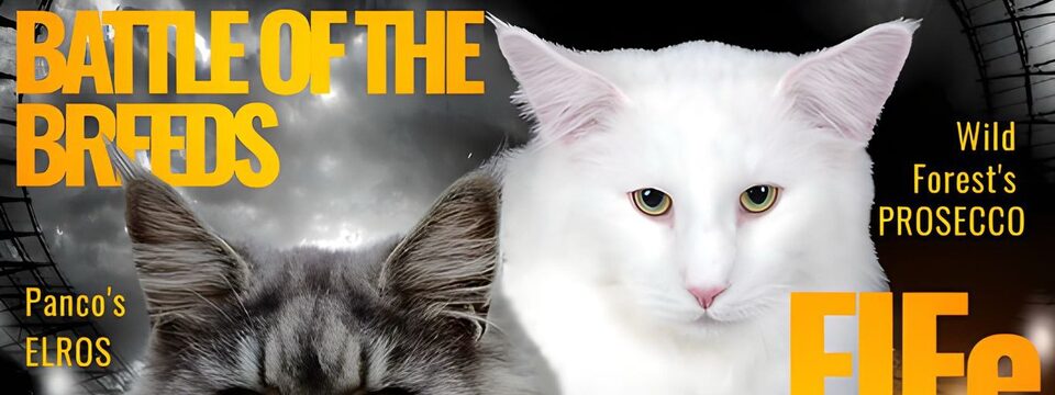 sofisticat - Bilete 